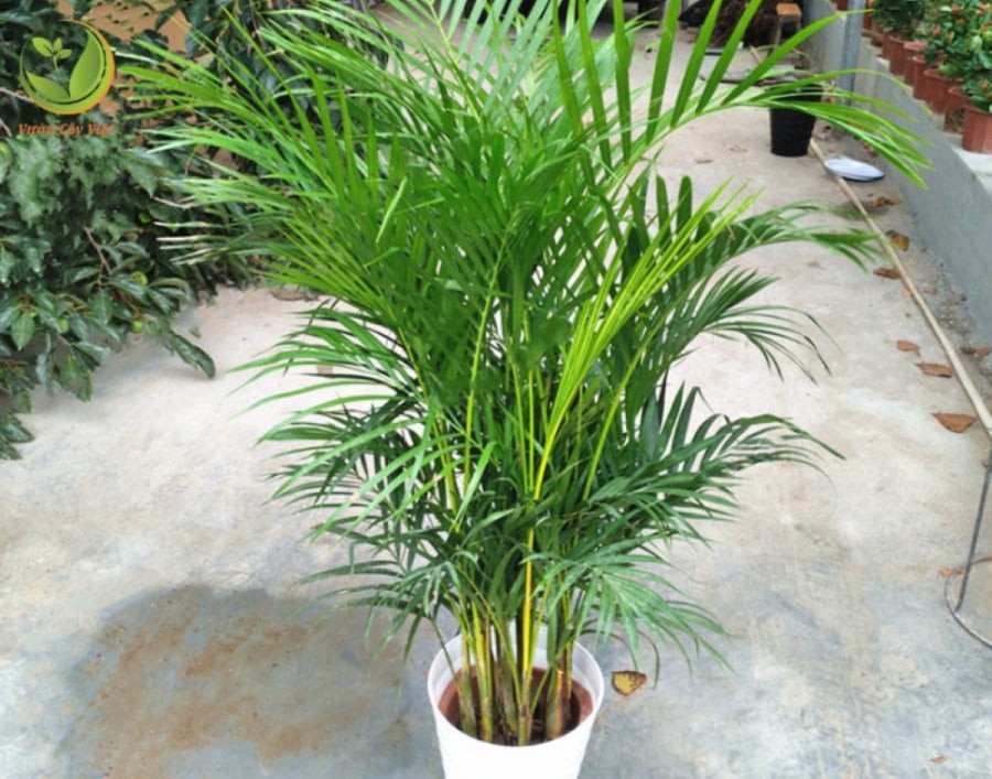 Nếu bạn đang cảm thấy ngôi nhà của mình ngột ngạt, thì cây cau cảnh chính là người bạn mới tuyệt vời nhất của bạn ở thời điểm này.