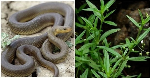 Tên gọi dễ gây nhầm lẫn với bạch hoa xà, nhưng thực chất bạch hoa xà thiệt thảo – còn được gọi là lưỡi rắn trắng – là một loài hoàn toàn khác.
