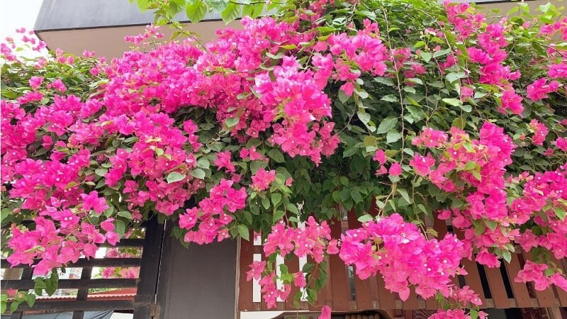 Mùa thu là giai đoạn hoa giấy phát triển mạnh và bước vào thời kỳ chuẩn bị ra hoa.