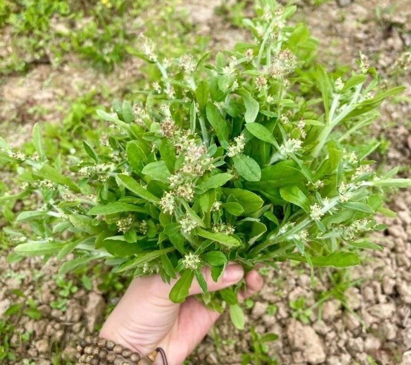 Cây khúc (hay còn gọi là rau khúc) có hai loại: khúc tẻ và khúc nếp.