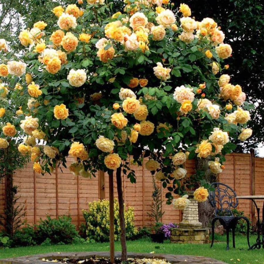 Bất ngờ khi tưới nước đường cho hoa hồng