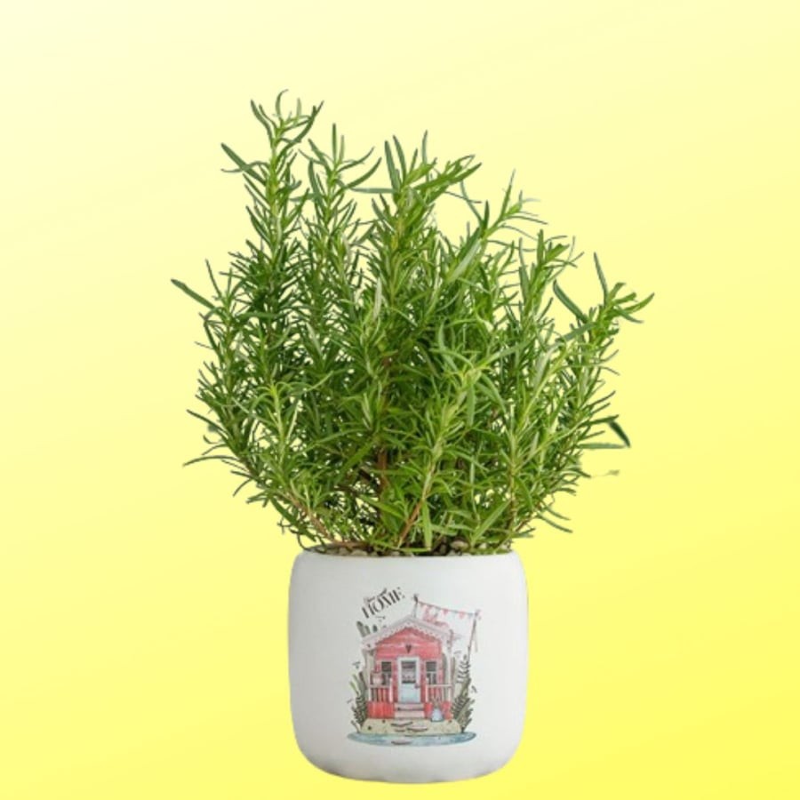 Hương thảo thơm đẹp và còn đuổi muỗi