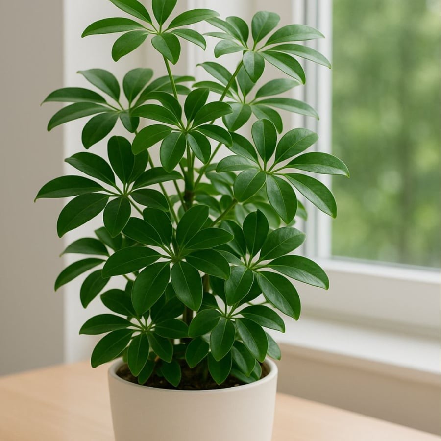 Ngũ gia bì vừa đẹp vừa giúp đuổi muỗi, lại còn là cây cảnh phong thủy tốt