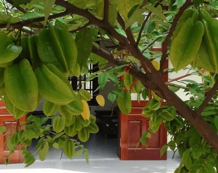 Trong số các loại cây quen thuộc, cây khế – đặc biệt là khế chua và khế ngọt – thường được nhiều gia đình chọn trồng trước cửa.