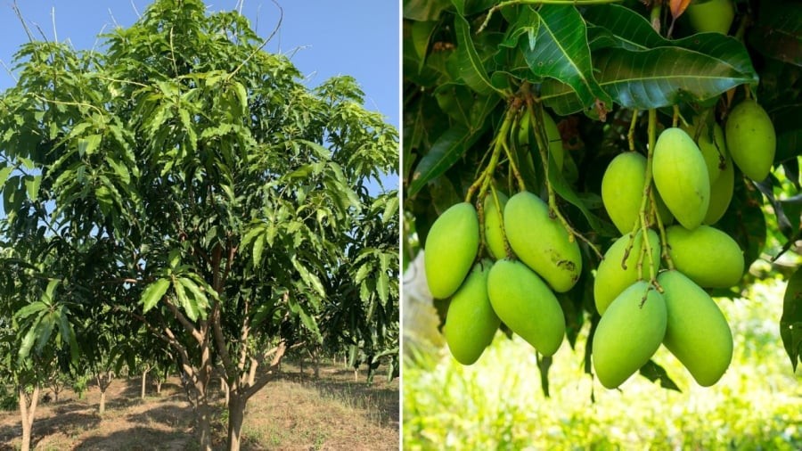 y-nghia-phong-thuy-cua-cay-xoai-la-gi-trong-cay-xoai-truoc-nha-la-tot-hay-xau
