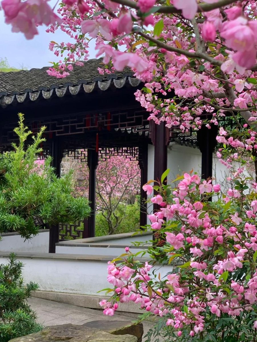 Hoa sứ hay còn gọi là cây đại, thường được trồng ở chùa chiền, đình làng hoặc nơi thờ tự, nhưng nhiều gia đình Việt xưa cũng chọn trồng trước sân nhà.