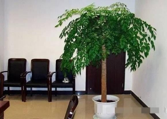 Điều đầu tiên cần nhắc đến là những loại cây có khả năng lọc không khí rất tốt, đặc biệt thích hợp để trồng trong nhà.