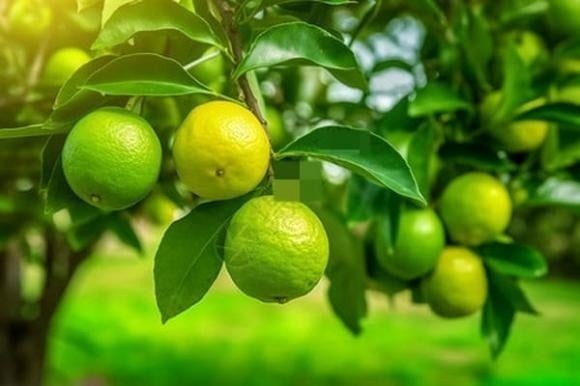 Những loại cây vừa có tác dụng làm thuốc vừa có thể ăn được, thậm chí sở hữu cả hai công dụng này, là lựa chọn lý tưởng để trồng trong nhà.