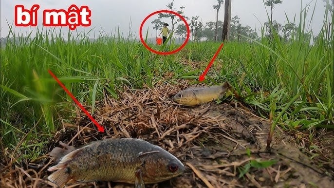 Một trong những lời dặn truyền đời của ông bà ta là: “Chim sa tận nơi không bắt, cá nhảy tận bờ không ăn”.