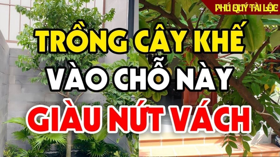 5 lưu ý trồng cây khế gia chủ Thu Tài Hút Lộc, tăng cường sức khỏe mỗi ngày