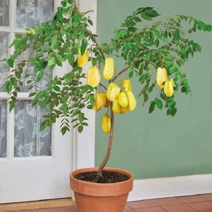 Một cây khế tươi tốt, sai trĩu quả còn giúp gia đình tăng cường sức đề kháng, vì lá và quả khế đều có tác dụng thanh nhiệt, giải độc, hỗ trợ tiêu hóa.