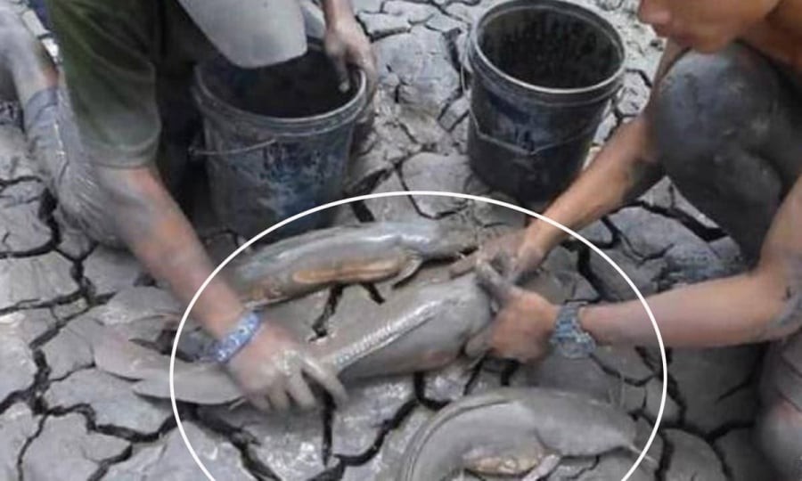 Khi mùa khô đến, ao hồ cạn kiệt, chúng tiết ra chất nhầy bao quanh cơ thể, tạo một cái kén giữ ẩm rồi “ngủ đông” bên trong.