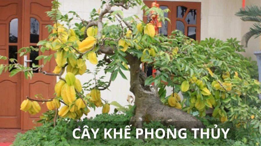 Cây khế mang ý nghĩa phong thủy giàu sang