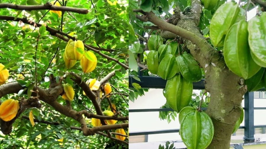 Cây khế mang ý nghĩa tốt lành