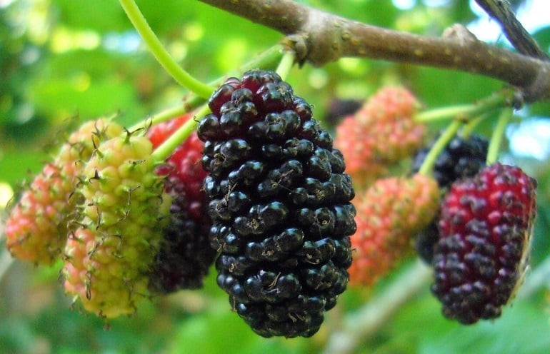 Cổ nhân nói trước nhà không trồng liễu sau nhà không trồng dâu