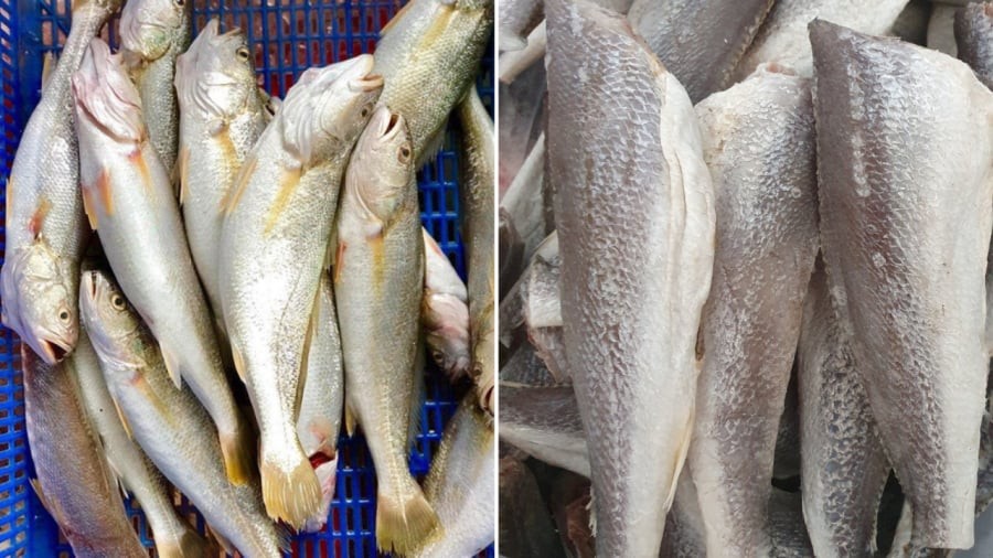 Trước đây, người ta không thích cá đù vì thịt cá khá bở.