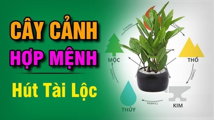 5 loài cây hợp cả Kim -Mộc -Thuỷ -Hoả -Thổ: Trồng vào nhà nào nhà đấy có Lộc ngay