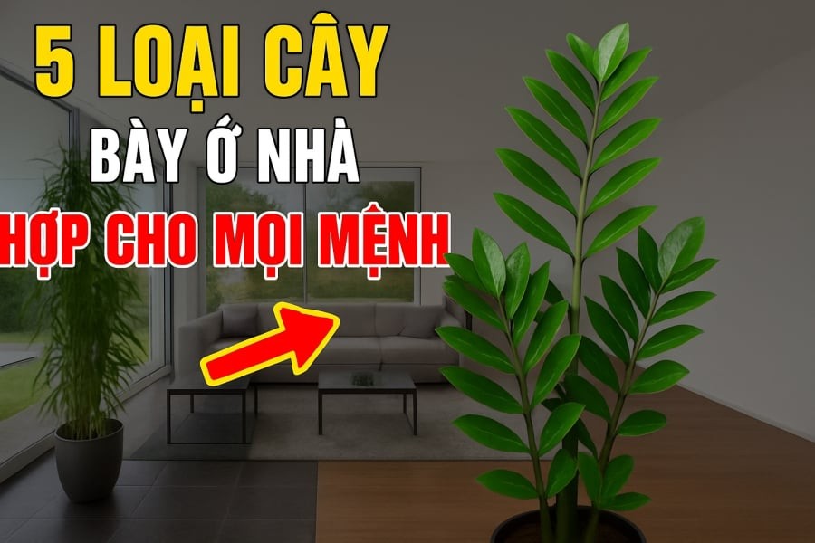 5 loài cây hợp cả Kim -Mộc -Thuỷ -Hoả -Thổ: Trồng vào nhà nào nhà đấy có Lộc ngay