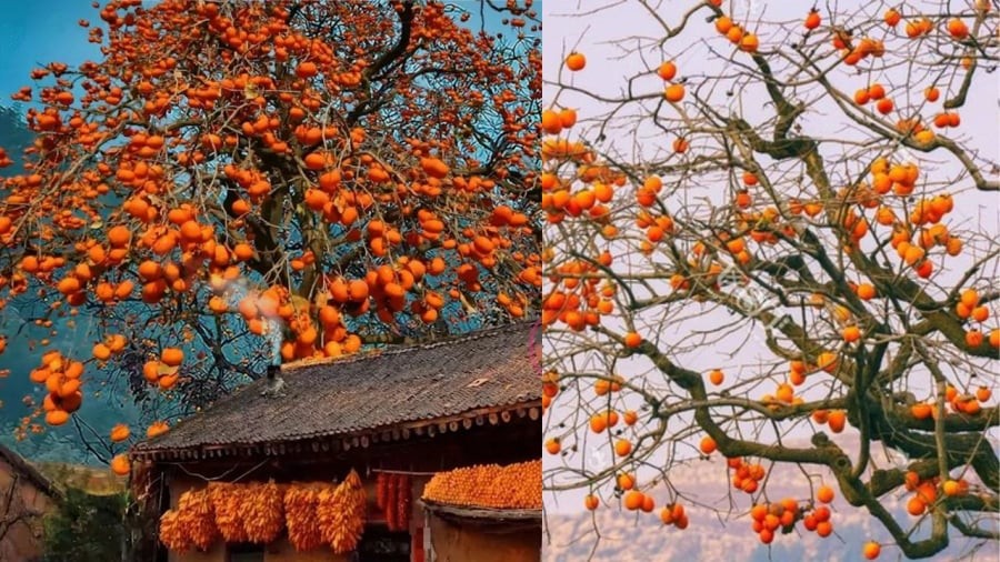 Hồng giòn biểu trưng giàu có