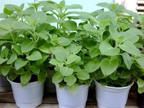 Chỉ cần một nhánh nhỏ, bạn cắm vào chậu đất, tưới nước mỗi sáng. Sau vài ngày, cây bén rễ, mầm non mọc lên tua tủa như cỏ