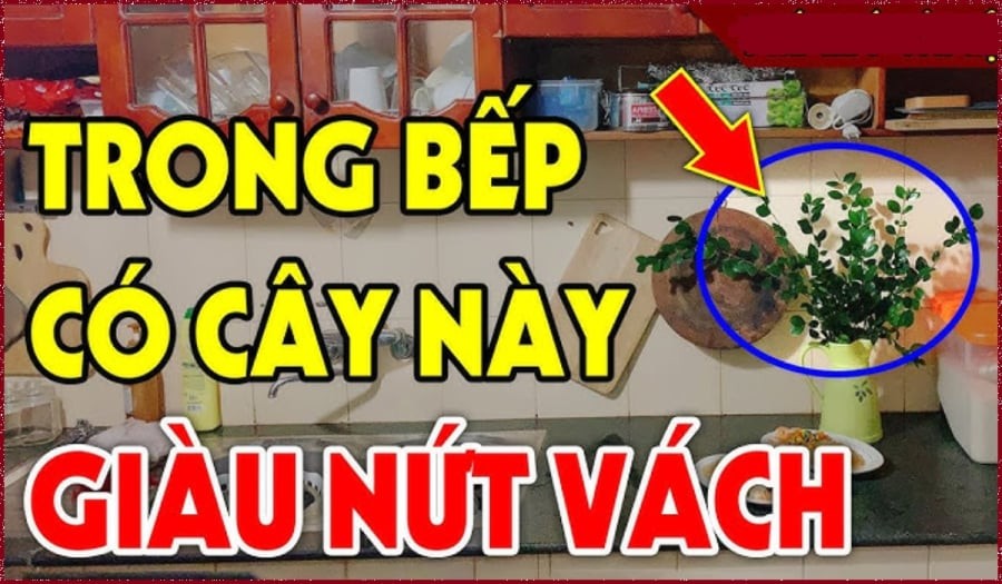 Trong nhà có 3 mùi thơm này phúc lộc giàu có