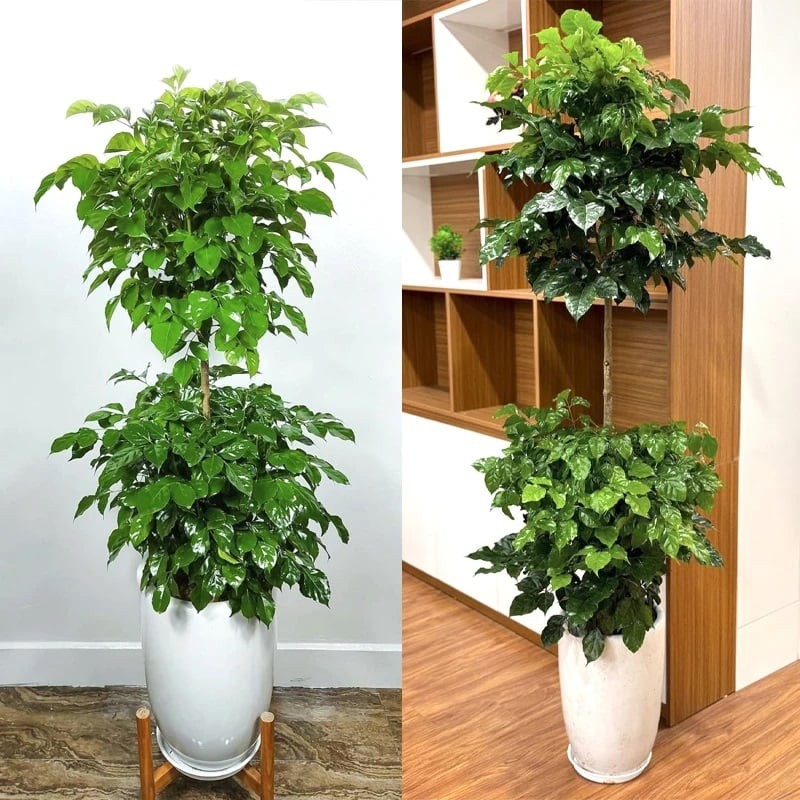 Cây hạnh phúc siêu dễ trồng, lại có ý nghĩa phong thủy ở phòng khách cực tốt