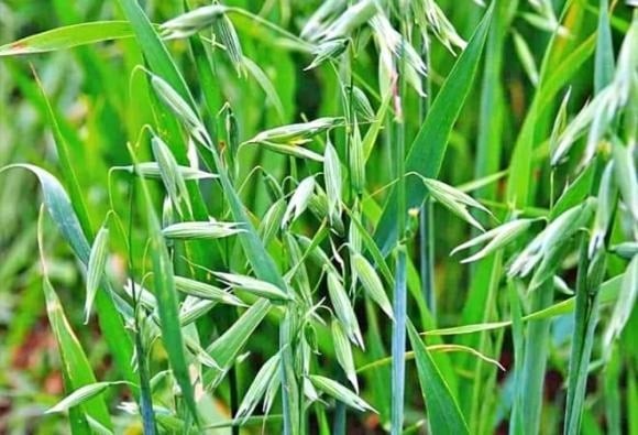 Lúa mạch dại, loài cây từng bị xem là cỏ dại gây hại, có nguồn gốc từ Nam Âu và Địa Trung Hải, hiện đã phân bố rộng khắp, bao gồm cả Trung Quốc.