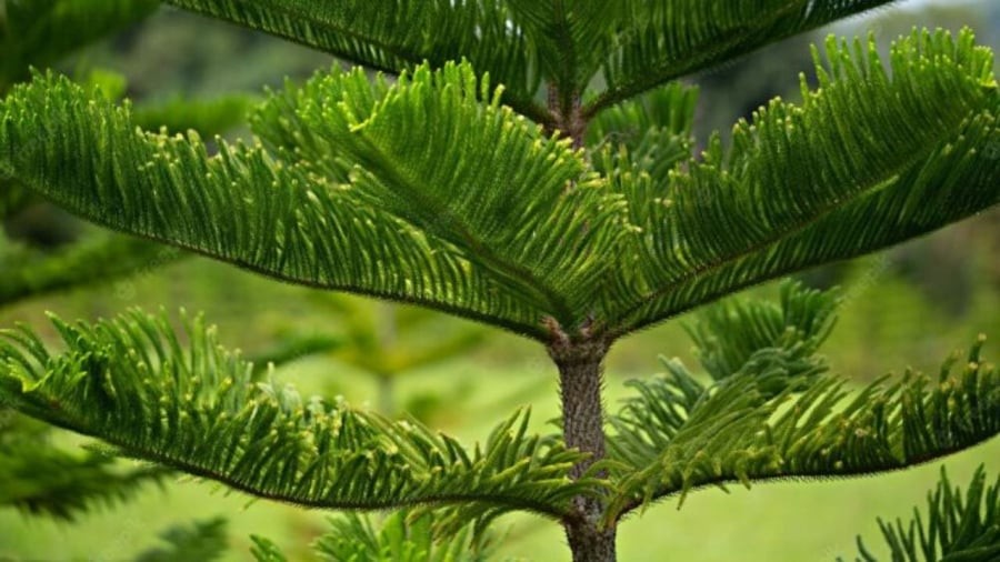 Cây bách thường trồng ở nghĩa địa