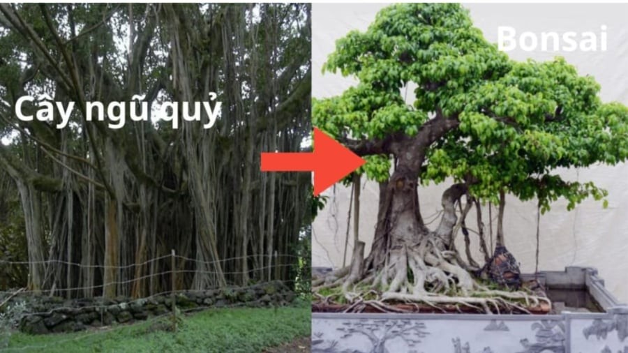 Cây đa lớn là nơi trú ngụ của thần linh và ma quỷ