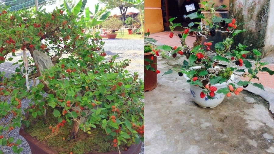 Dâu tằm có nhiều quả nhưng trong niềm tin dân gian cây này âm khí nặng