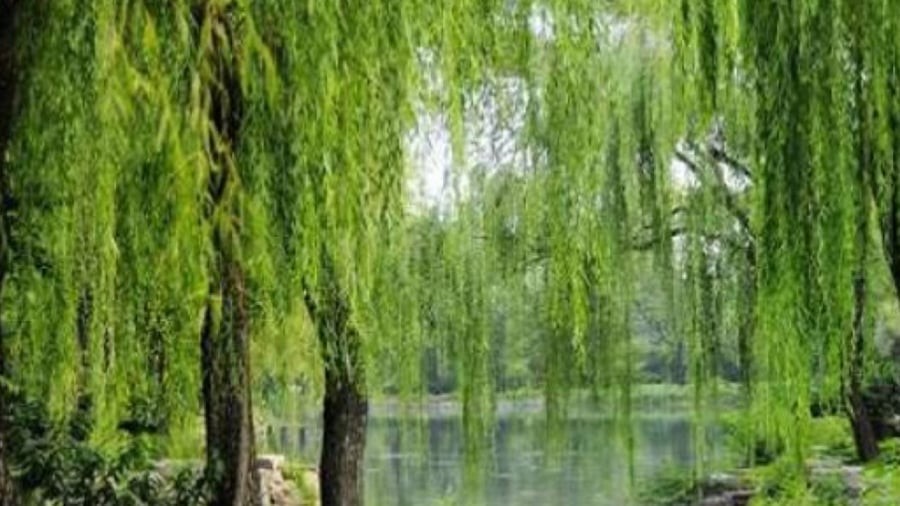 Cây liễu quanh năm u buồn