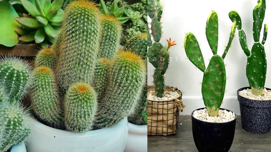 Xương rồng đẹp nhưng nhiều gai nhọn
