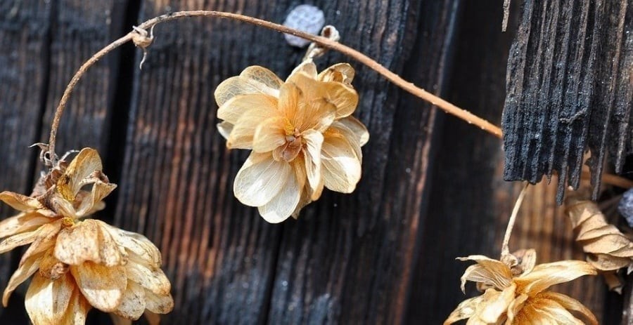 Hoa khô và cây héo trong phong thủy được coi là biểu tượng của năng lượng âm, tượng trưng cho sự trì trệ và thiếu sức sống.