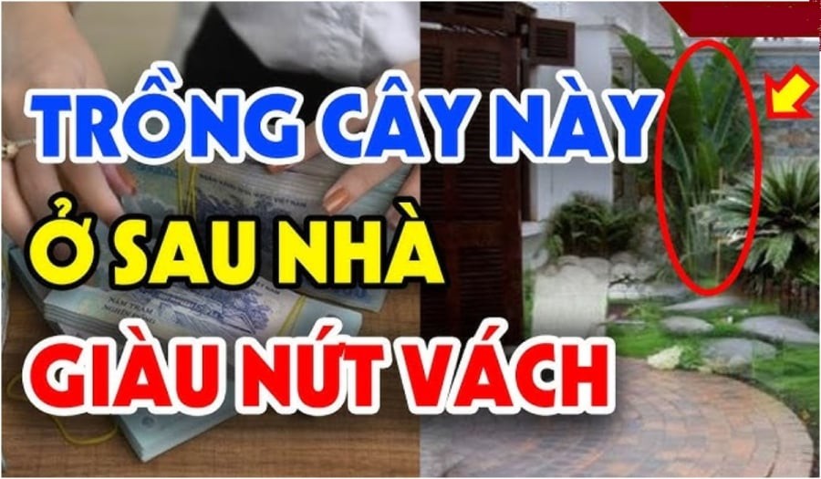 Những loại cây phong thủy nên trồng sau nhà