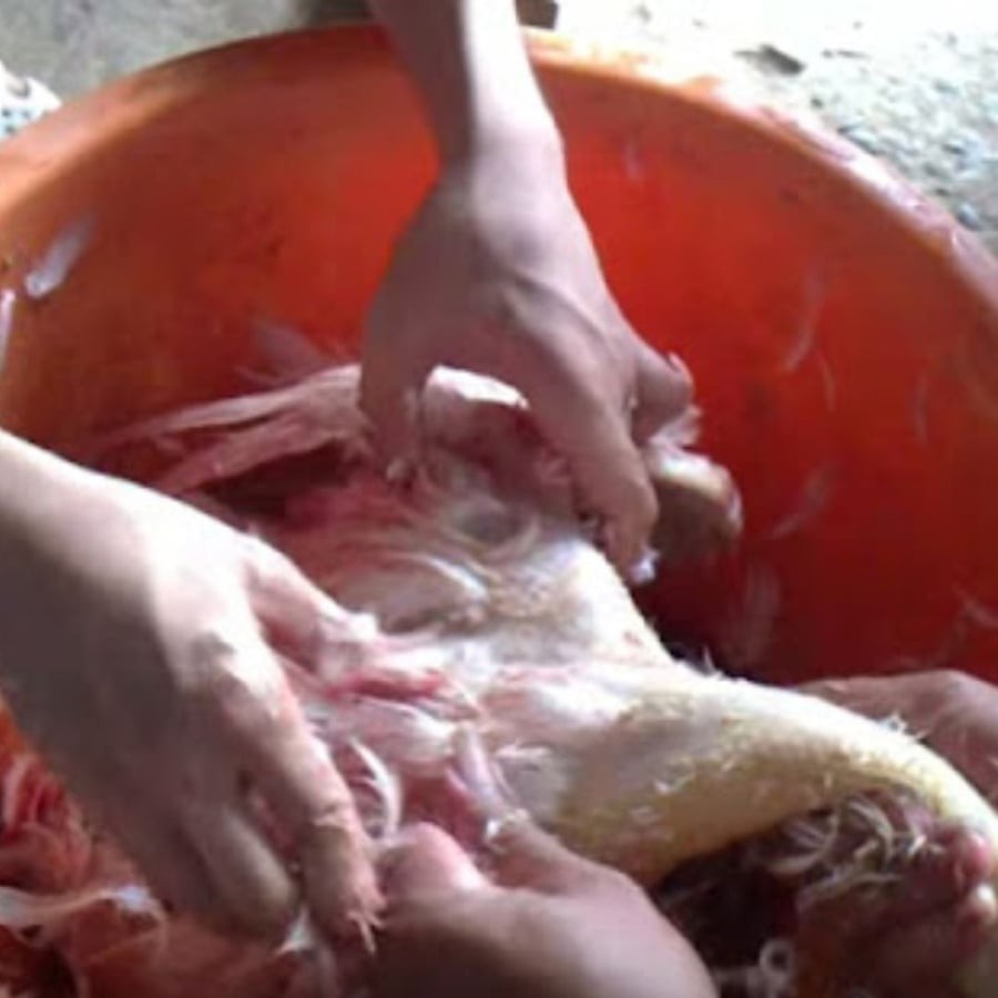 Tranh dùng nước sôi để làm lông vịt