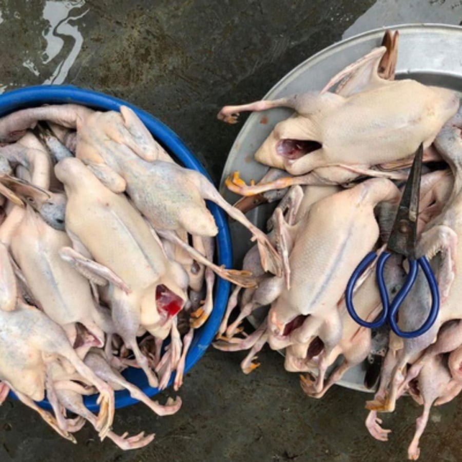 Chọn vịt nhìn kỹ da