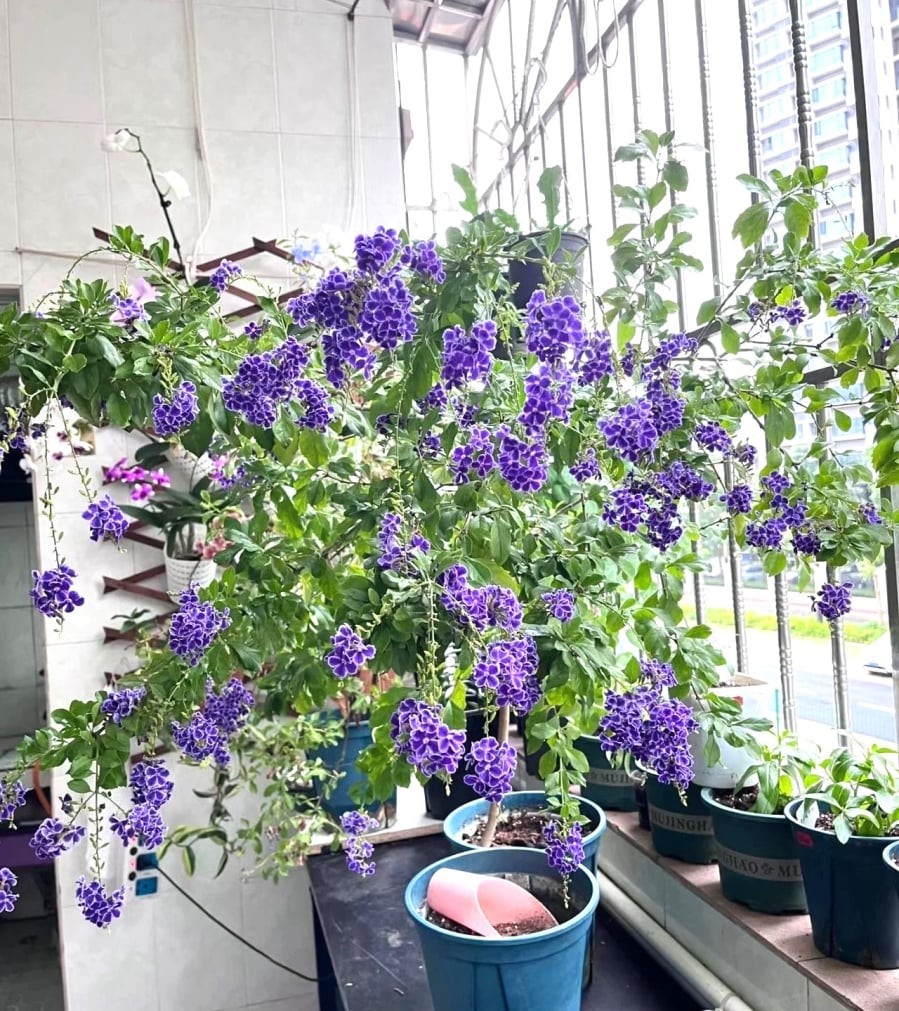 Cây cảnh này được coi là loài cây may mắn có thể xua đuổi tà ma và mang lại may mắn cho gia đình.
