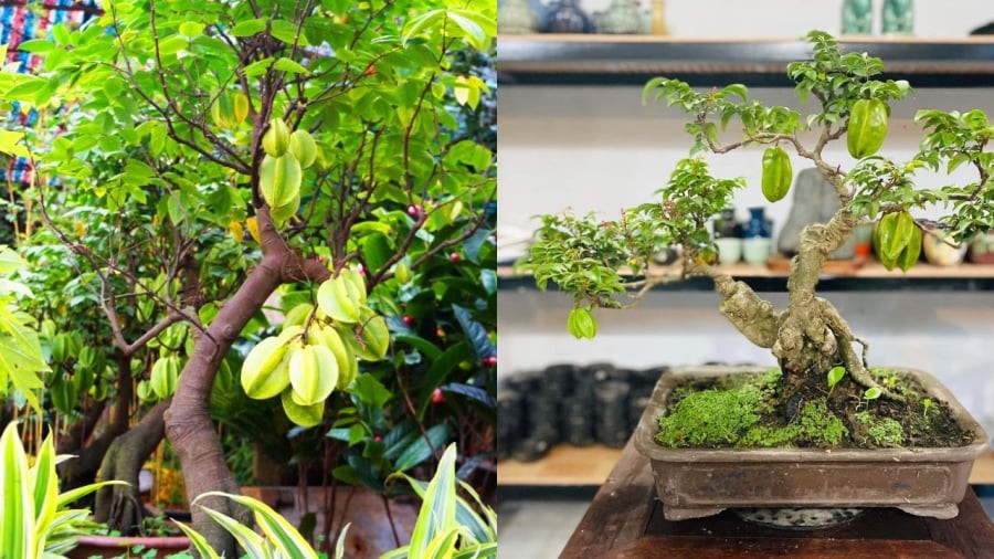 Cây khế nhỏ bonsai, trồng chậu làm cảnh đẹp