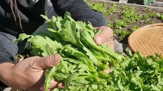 Cải cúc có giá rẻ, chỉ vài nghìn một mớ lớn, hương vị tinh tế, giòn, mùi thơm tươi mát độc đáo, vị ngọt, hăng. Cải cúc thường được nấu canh, nhúng lẩu nhưng bạn phải biết rằng loại rau này xào cũng rất ngon, đặc biệt cho thêm tép khô.
