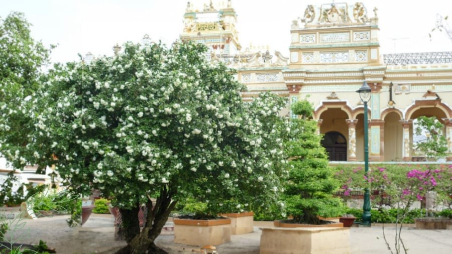 Trồng nguyệt quế có nhiều ý nghĩa