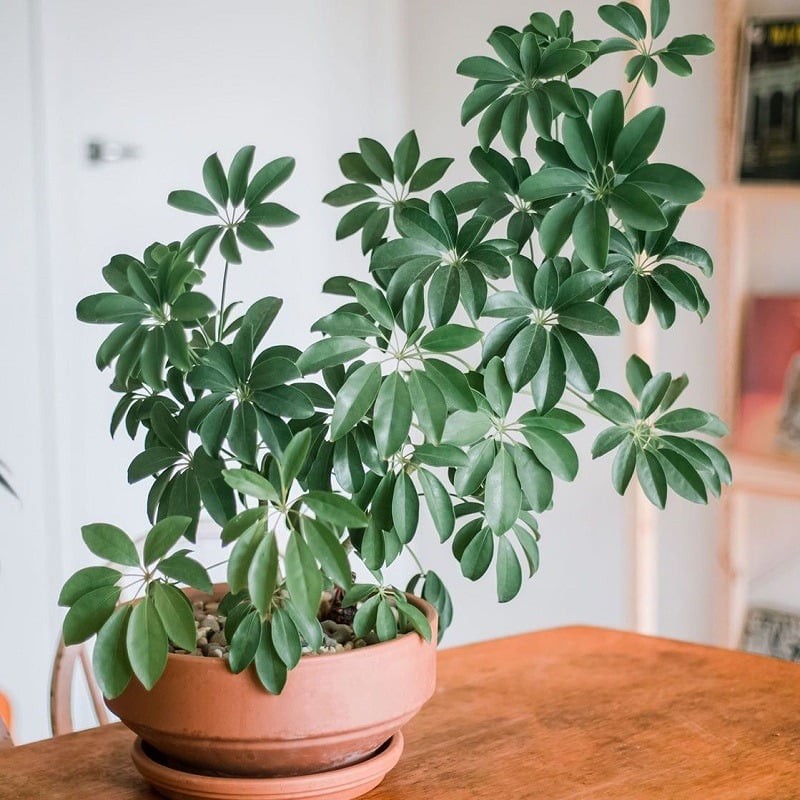Cây ngũ gia bì, hay còn gọi là Schefflera (tên khoa học Schefflera arborvitae), được nhiều người biết đến như “cây thu hút tiền bạc”.