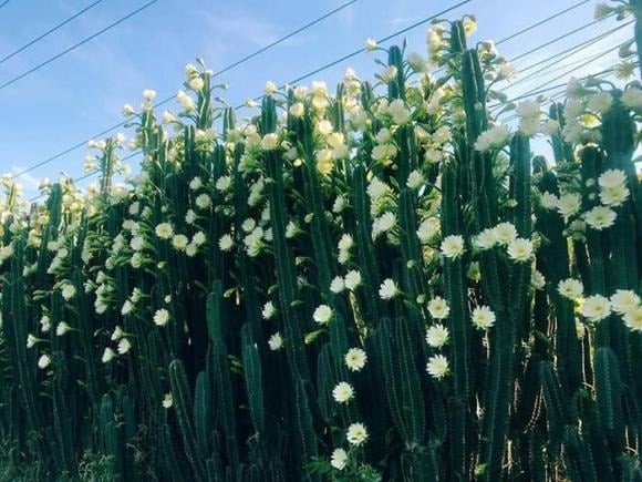 Xương rồng là loài cây quen thuộc, dễ trồng và thường được dùng để trang trí nhờ khả năng chịu hạn tốt.