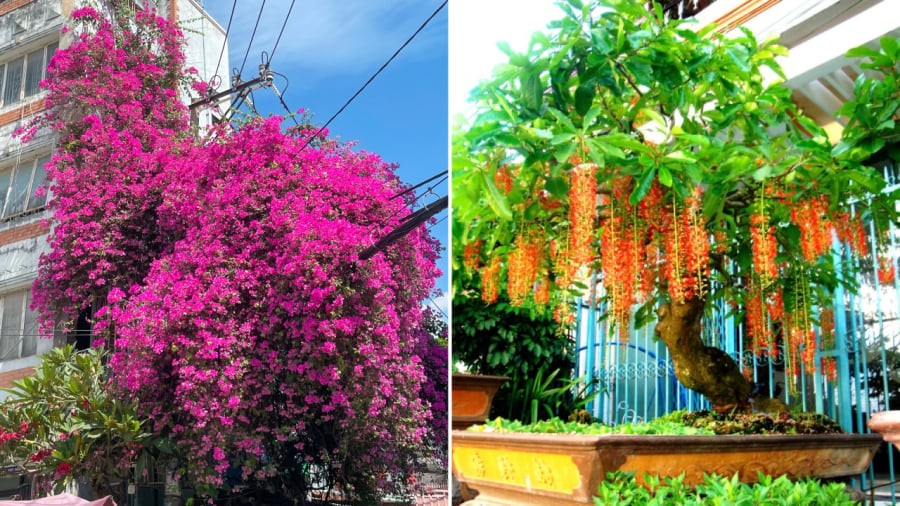 Cây hoa giấy, cây lộc vừng là những loại cây cảnh thu hút tài lộc, mang lại may mắn cho gia đình.