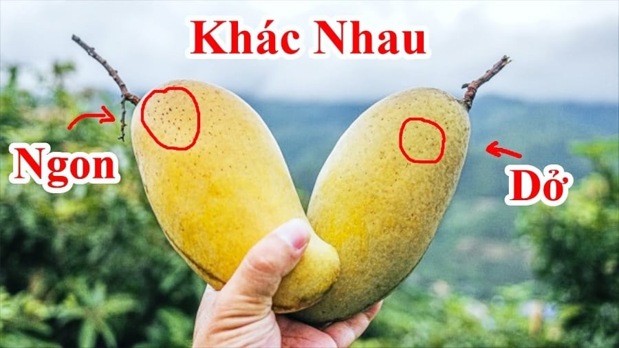 Mẹo mua xoài chín ngọt tự nhiên, không sợ ủ thuốc
