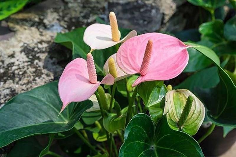 Hoa hồng môn bị biến đổi sắc màu