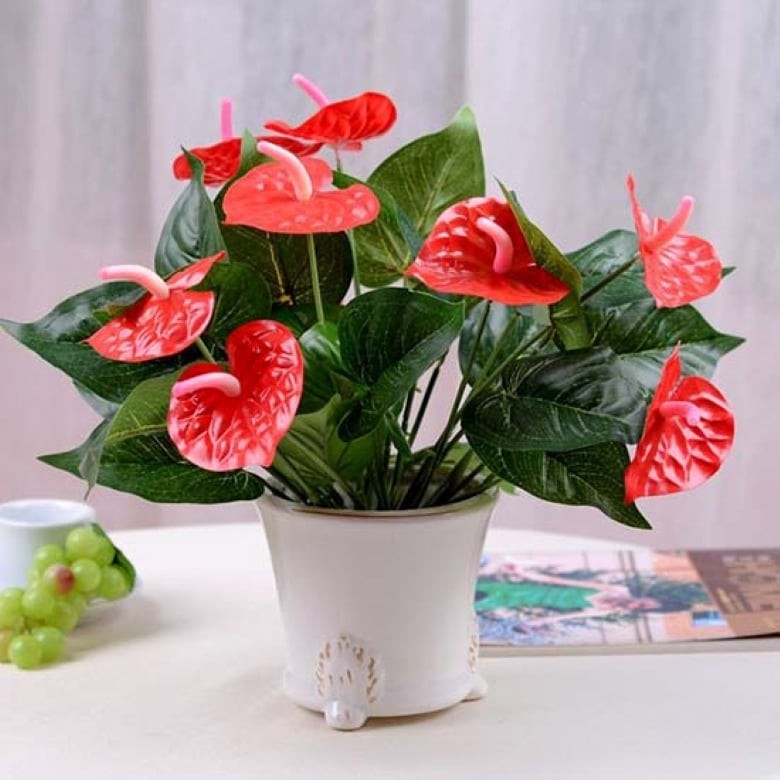 Cây hồng môn đặt ở đâu cũng đẹp