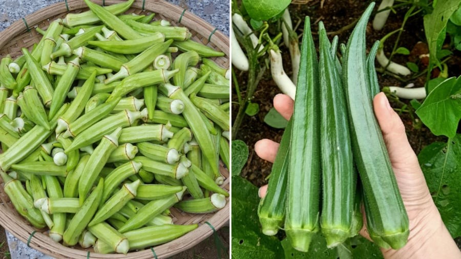 Khi chọn đậu bắp, bạn nên lựa những quả màu xanh nhạt, không cần quá to và dài. Đây là loại đậu bắp còn non, ăn sẽ mềm.