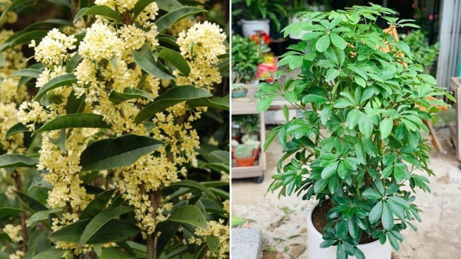 Cây mộc hương, cây ngũ gia bì là một trong những cây phong thủy hợp cả 5 mệnh.