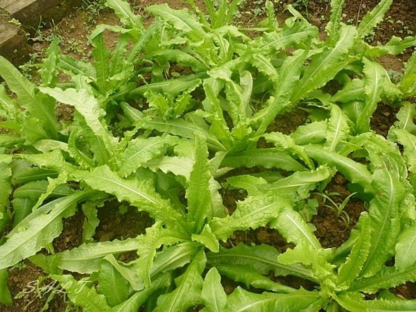 Rau diếp thơm, còn gọi là rau tiến vua, rau công xôi hay rau ngó xuân, là loại rau có lá thon dài, cọng mập, non và giòn, giống rau xà lách nhưng không có vị đắng.