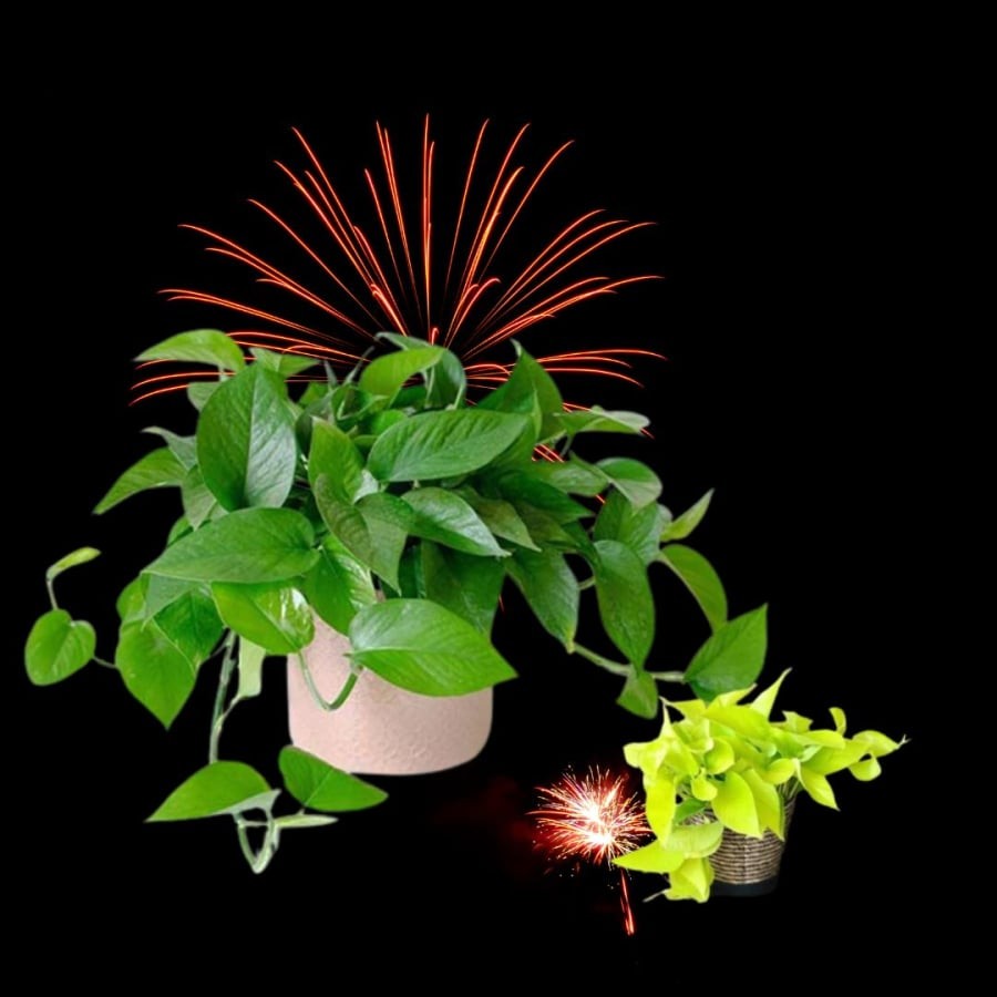 Trầu bà là cây cảnh dễ trồng xanh quanh năm nếu đặt đúng vị trí